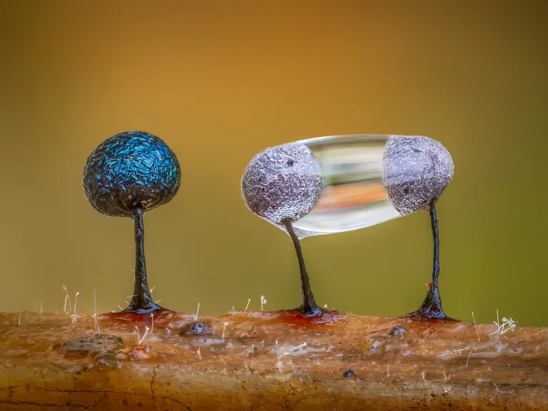 LowRes-WINNER-BWPA-2026-Slime Moulds and a Water Droplet